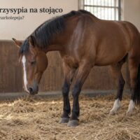 Koń przysypiający na stojąco w boksie z głową opuszczoną i ugiętymi przednimi nogami
